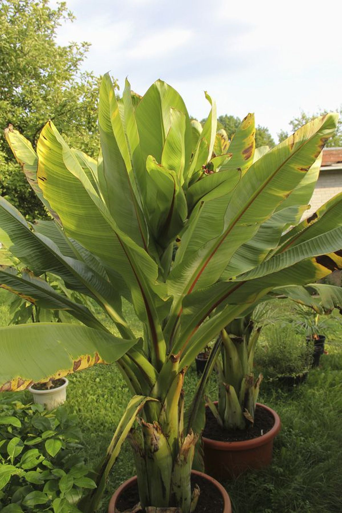 Banaanitaimed kasvasid suvel soojemal ajal õues suures potis, sügisel viis peremees nad talveaeda.