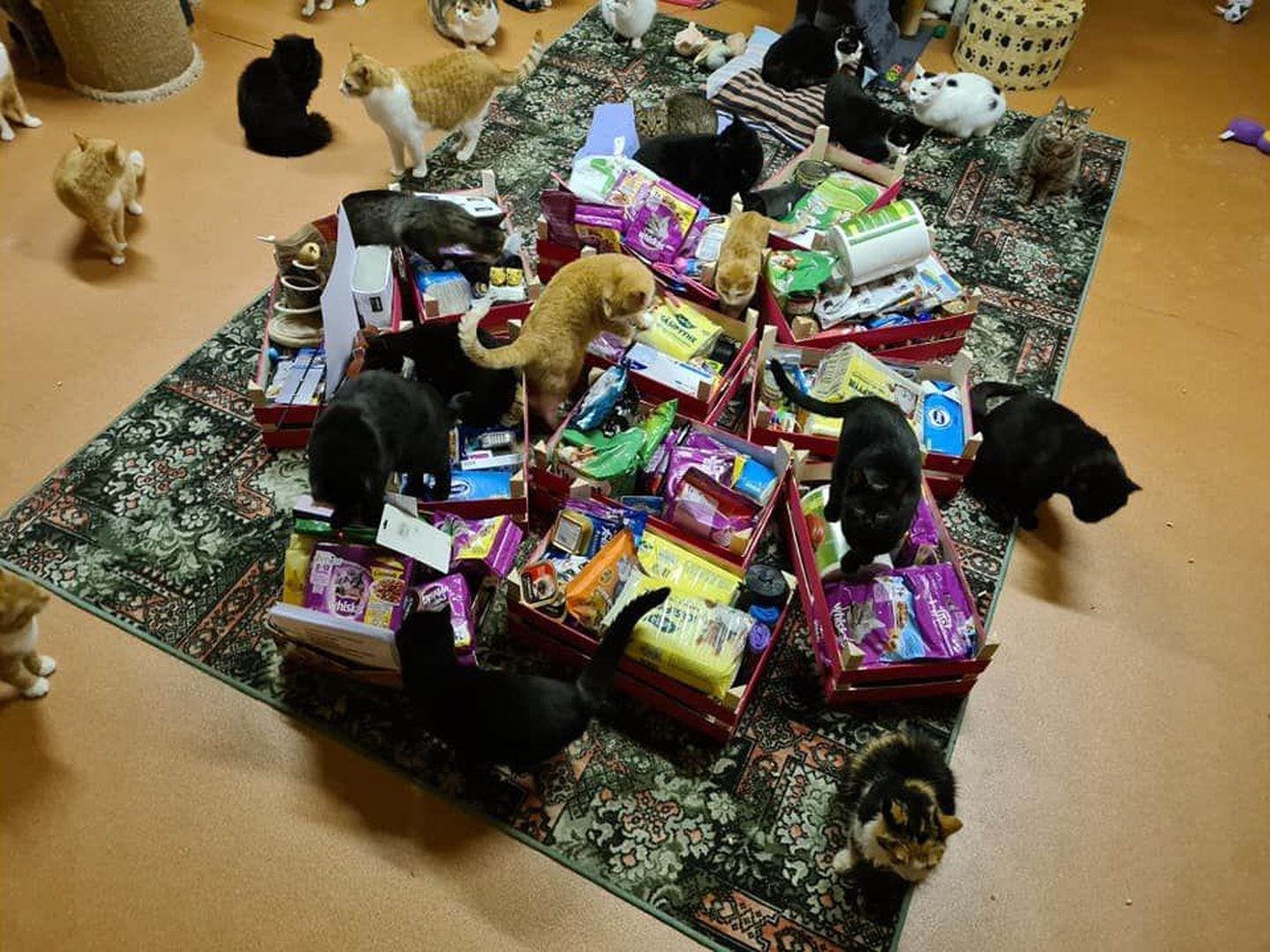 Sookure lasteaia lapsed, nende vanemad ja õpetajad saatsid Paikassi kiisudele varajase jõulukingi.