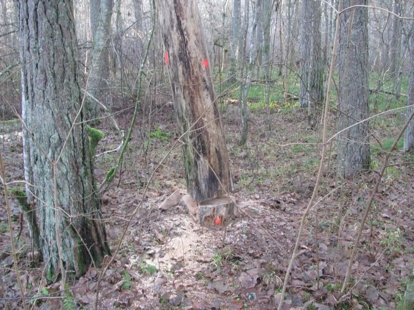 Saetud tüvega puud rippusid Audrus terviserajal püsti vaid kõrvalasuvate okste toel.