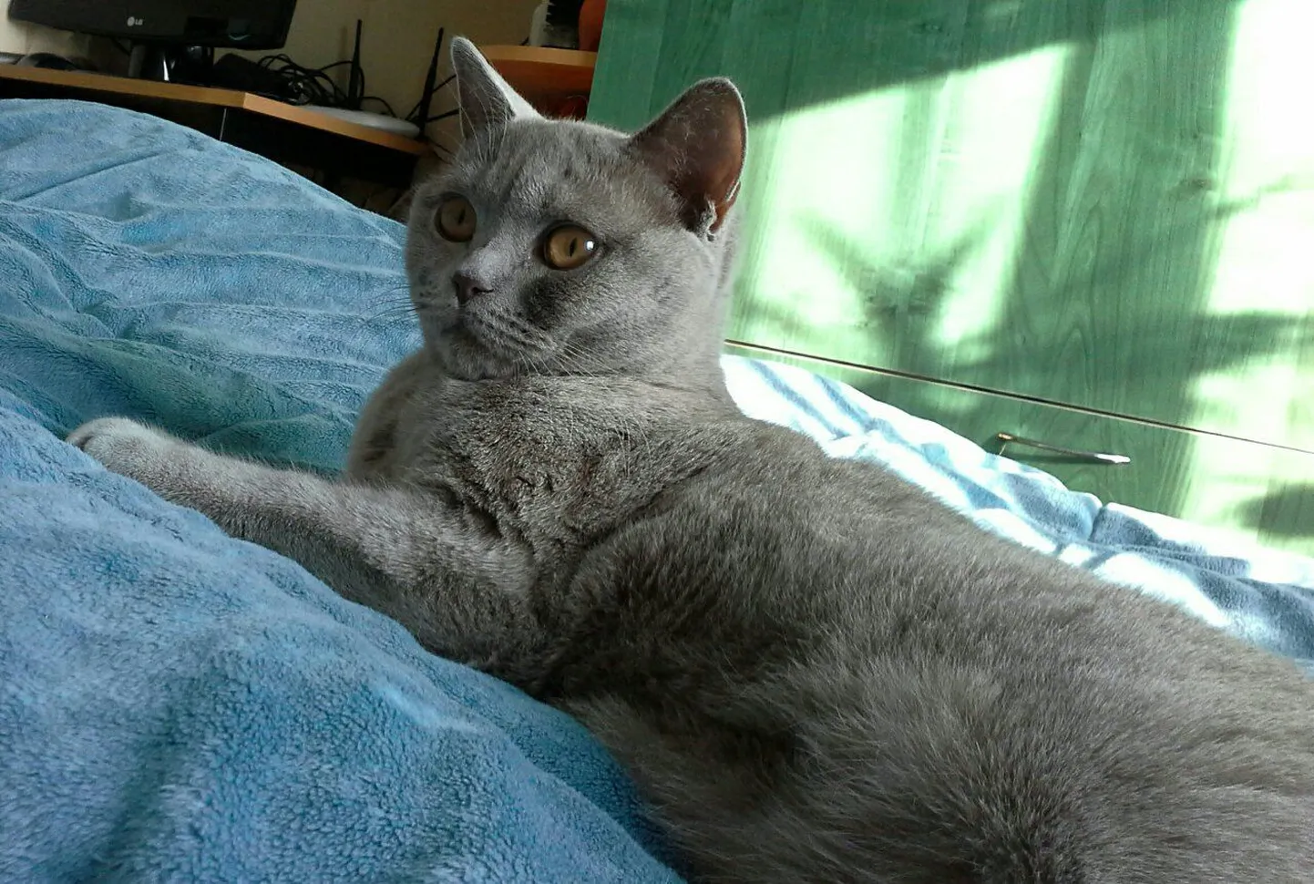 Кошка Катя.