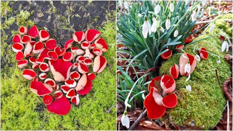 "Kā redīsi ar pipariņu":  Austrijas agrenes – sēnes, kuras kļūst arvien populārākas