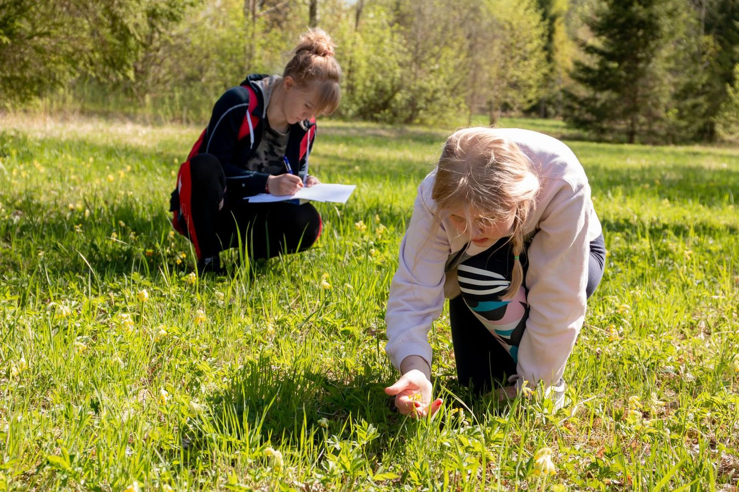 Mai alguses osalesid nurmenuku õietüüpide määramisel Kilingi-Nõmme talgulisedki. 
