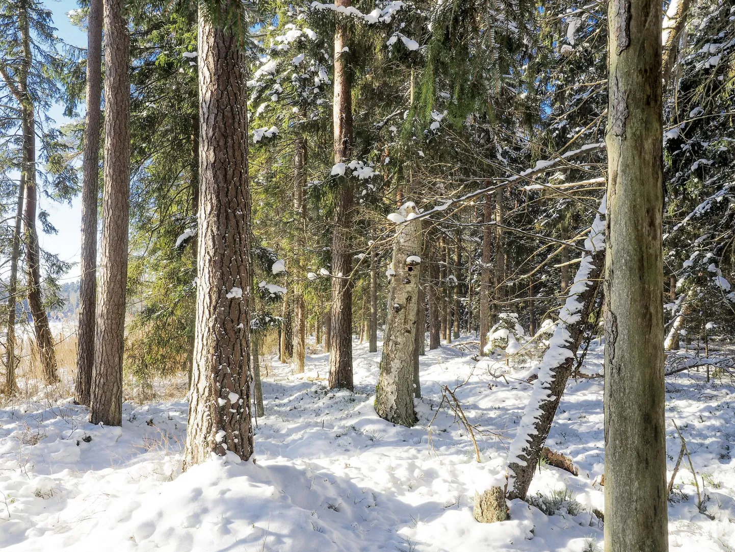 Müügitulude ja ärikasumi vähenemise põhjuseks on planeeritud raiemahu vähenemine.