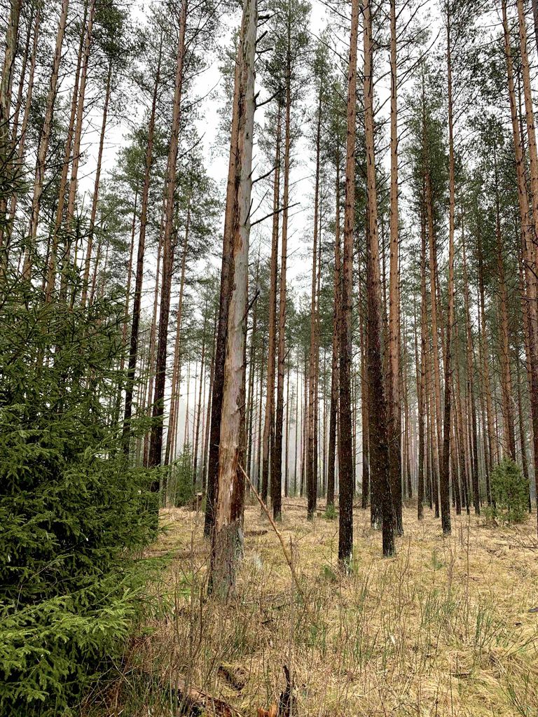 Kahjustunud puud Rootsimetsa kinnnistul