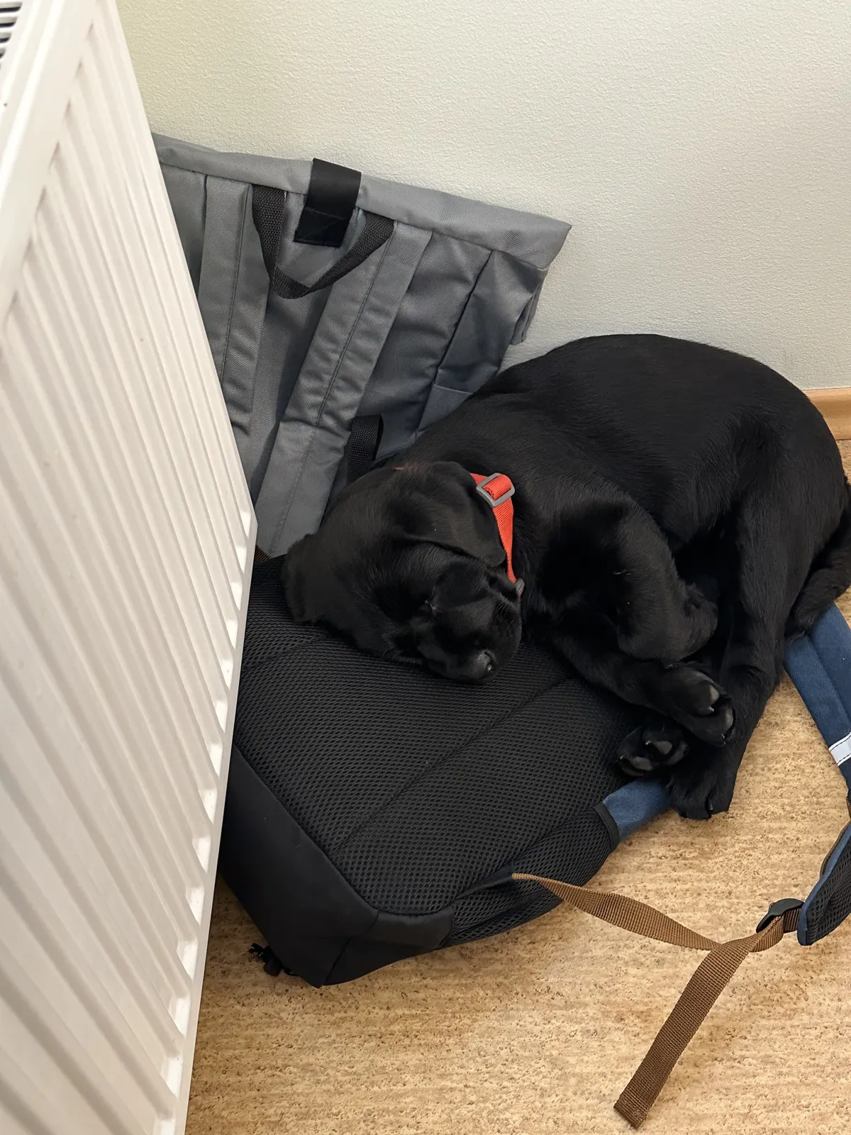 Projekteerimisbüroo kõige karvasem insener on labradori retriiver Gloria
