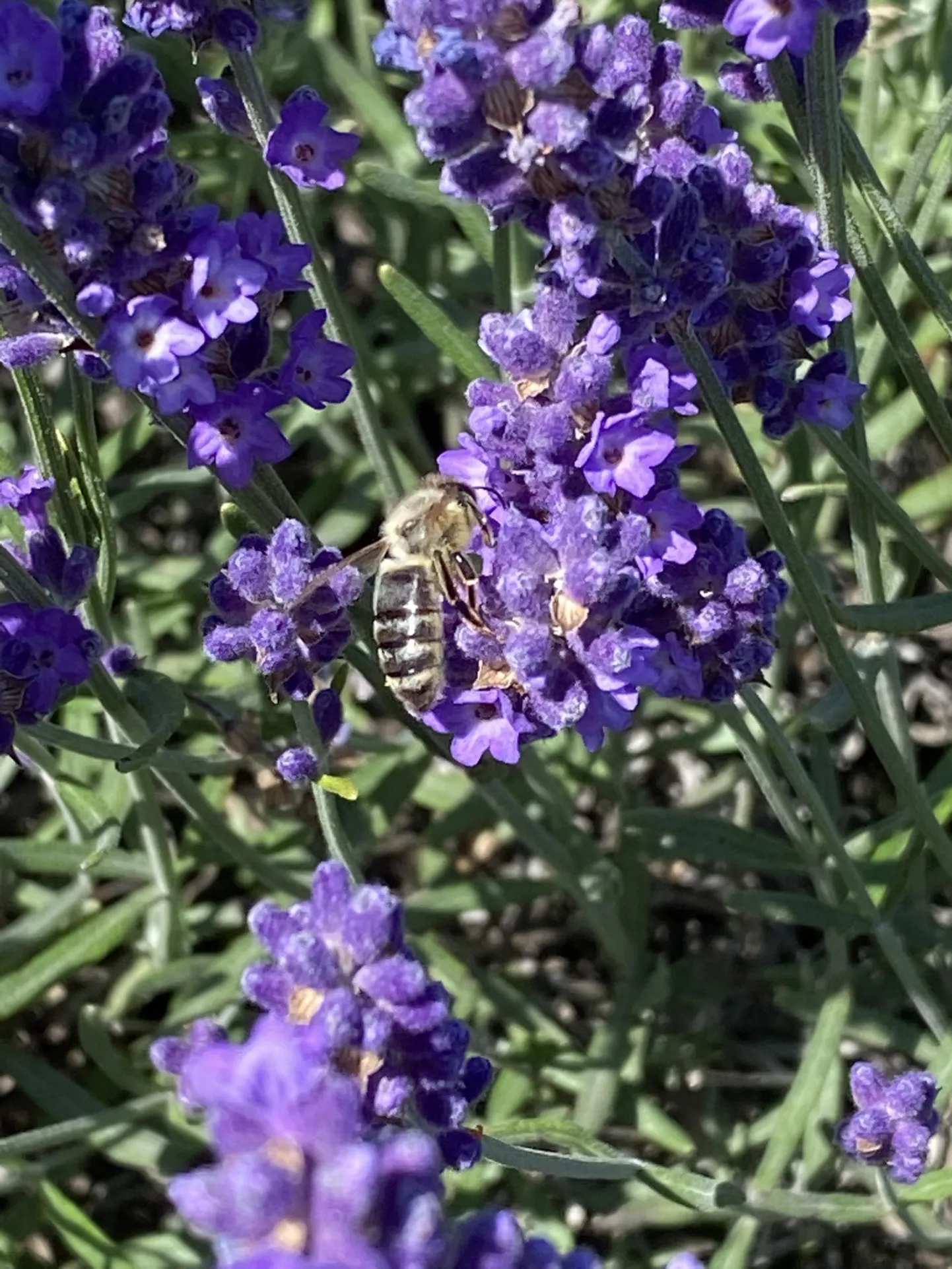 Lavendel.