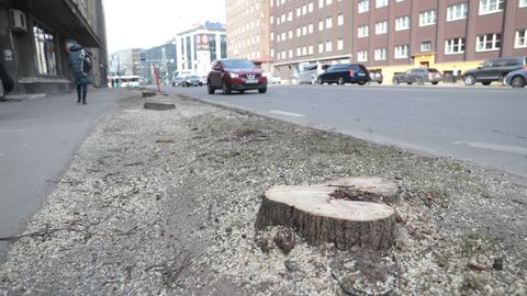 В Таллинне на улице Пронкси спилили более 20 деревьев