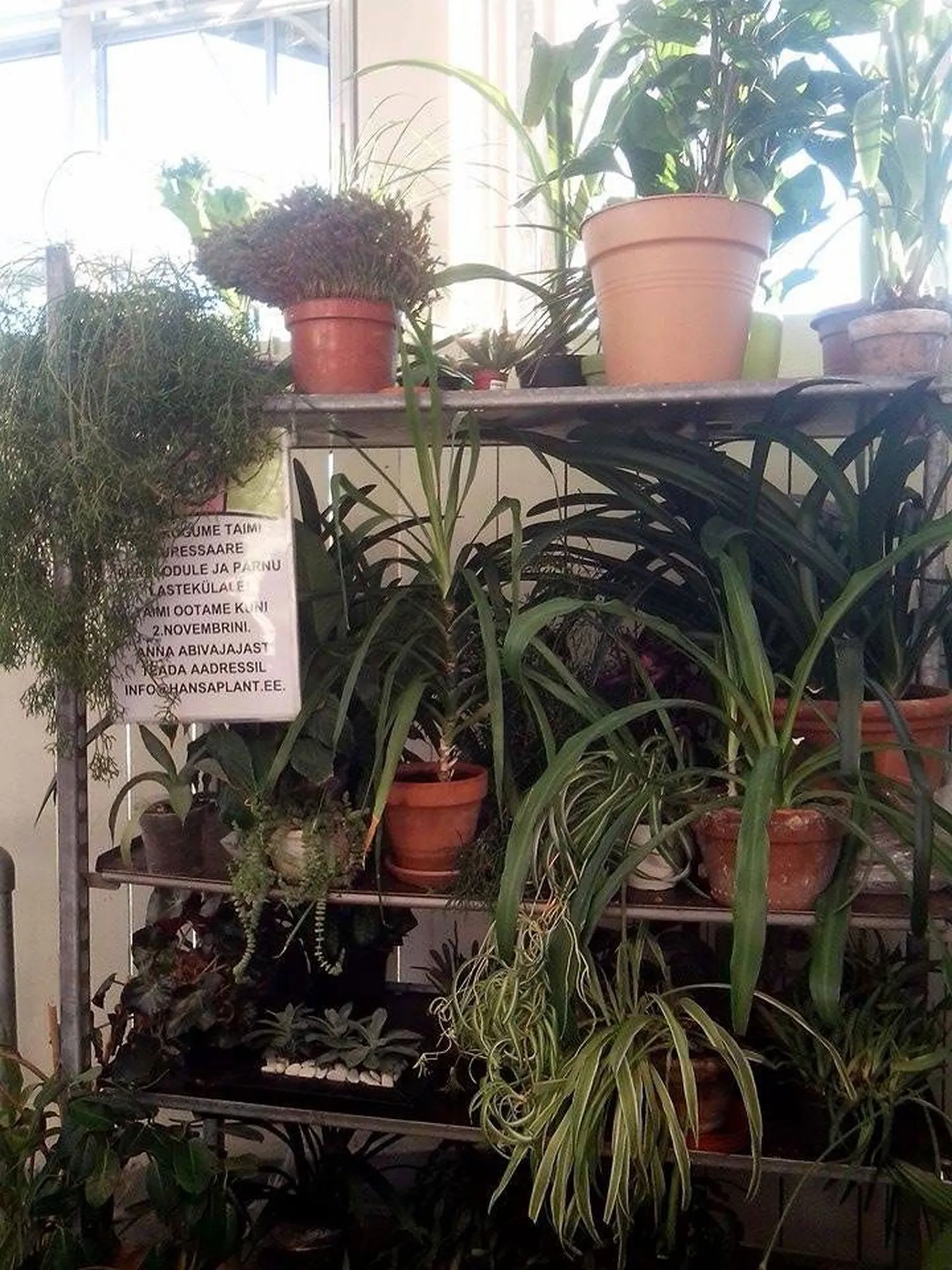 Lastekodudele on toodud juba rohkelt taimi.