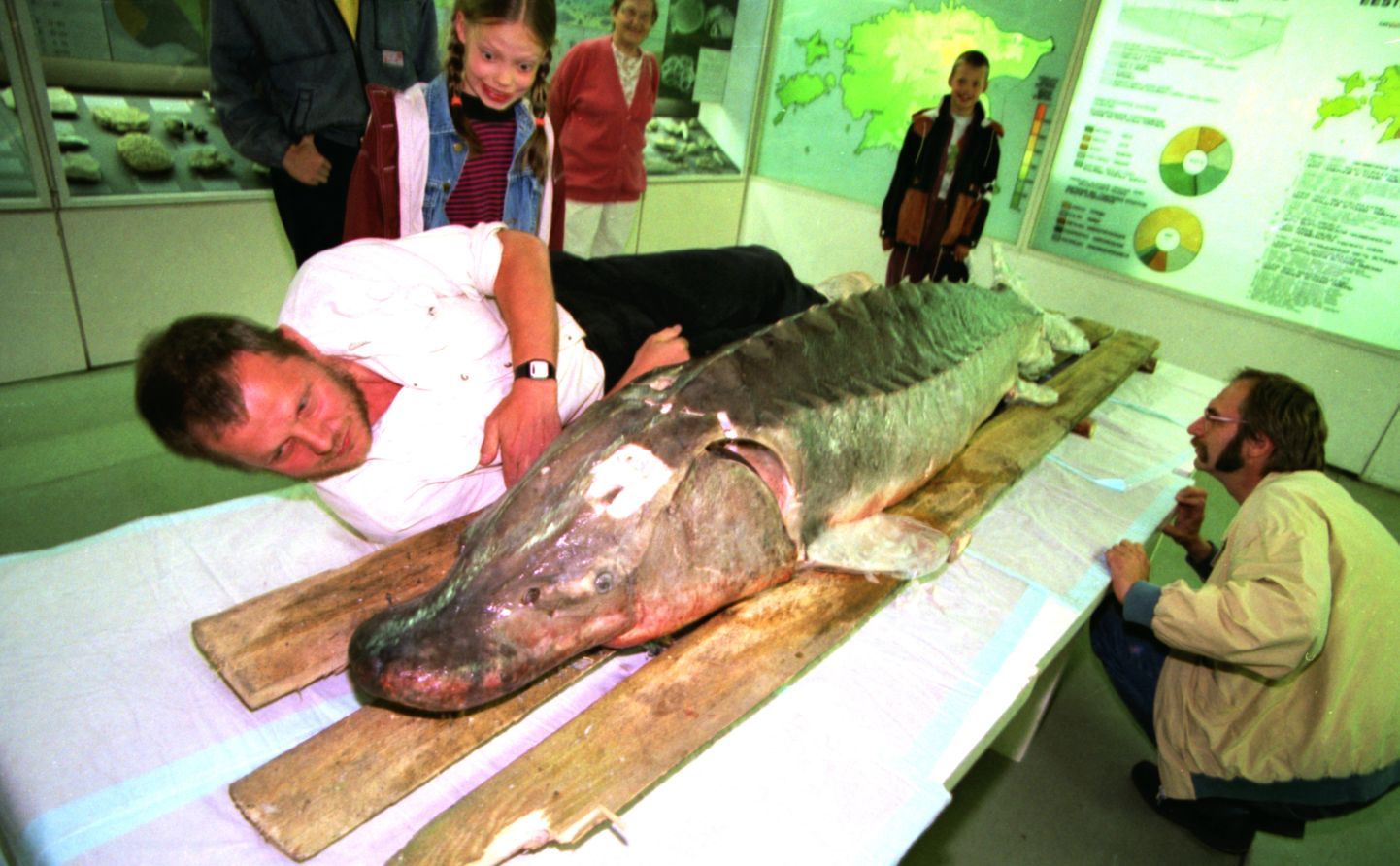 Tuur Maria Loodusloomuuseumis 1996