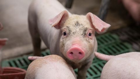 Свиноводы бьют тревогу: снабжение Эстонии мясом под угрозой, кризисных запасов хватит лишь на несколько дней