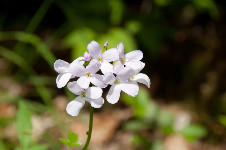 Daudzgadīgā mēnesene (Lunaria rediviva).
