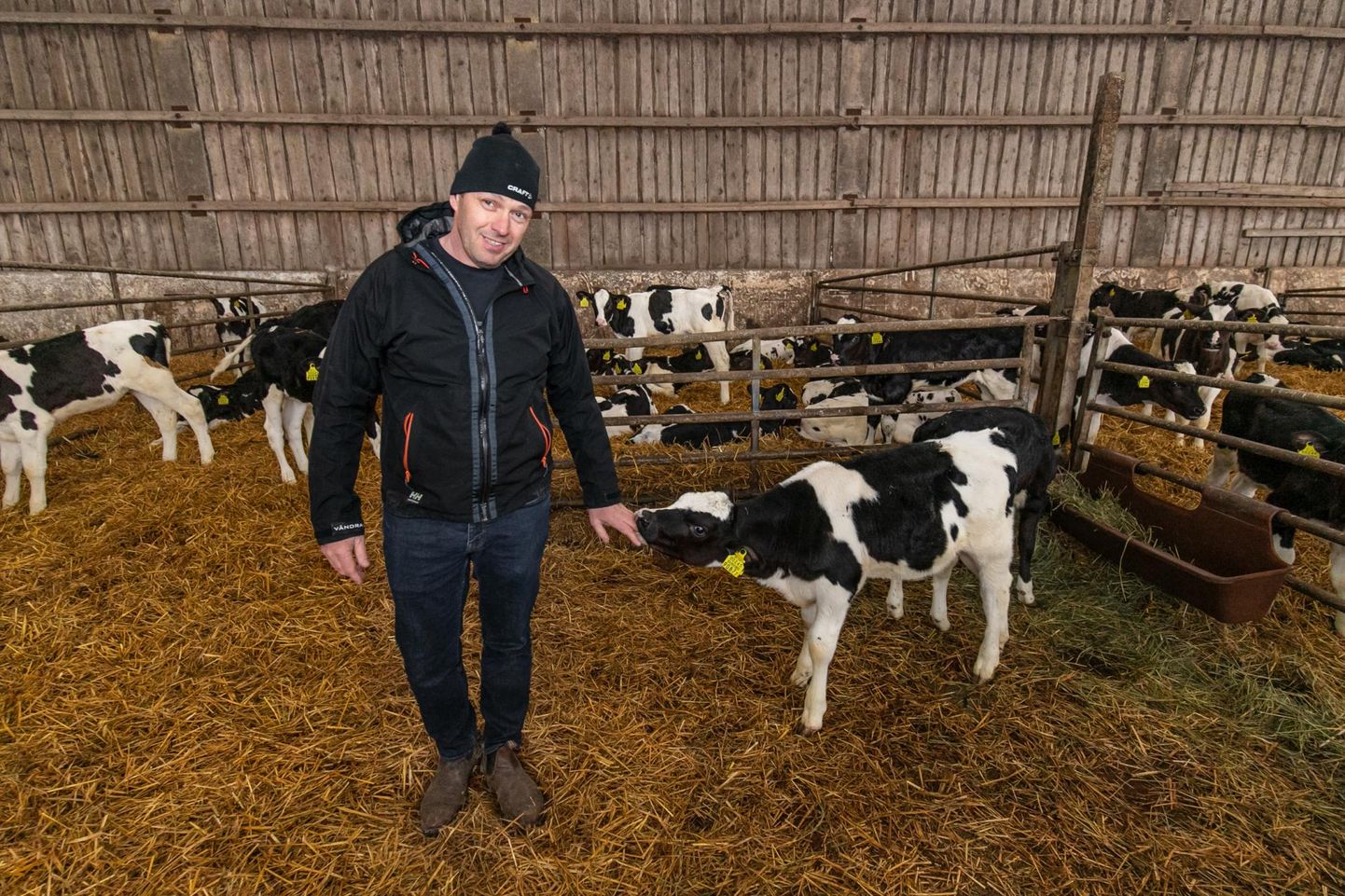 Vändra ASi põhi­tegevus on piimakarjakasvatus, kõrgetoodanguliste lehmade ­järelkasvust tunneb põllumajandusettevõtte ­tegevjuht Margus Lepp aina rõõmu.