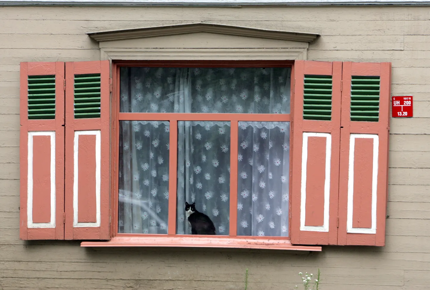 Kaķis mājas logā.