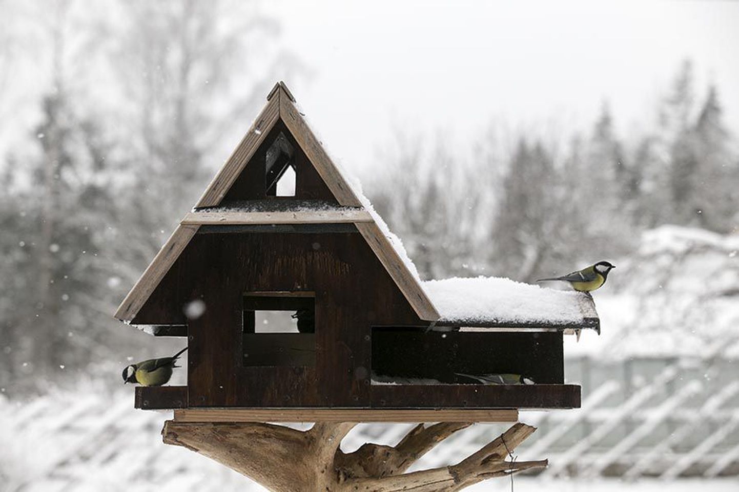 Kui lumi peidab maad, saabub lindudele toidu otsimises raske aeg.
