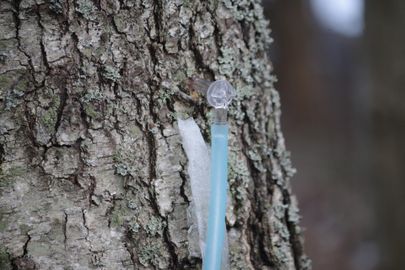 Kase tikkamiseks on puusse puuritud 8 mm läbimõõduga auk. 