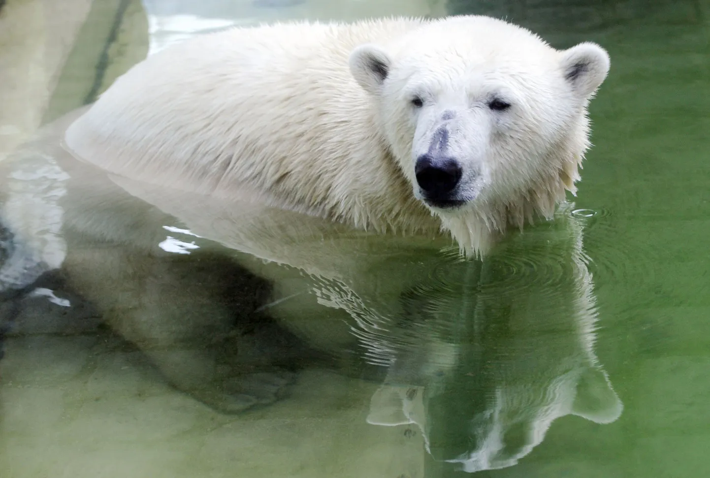 The two-year-old polar bear Gianna can be seen in her enclosure in the zoo in Munich, southern Germany on August 6, 2009. The Berlin polar bear Knut, who became a worldwide media sensation as a cub in 2007, will soon be joined by Gianna, a female companion originally from Italy, German reports said on August 6, 2009. AFP PHOTO DDP/OLIVER LANG    GERMANY OUT