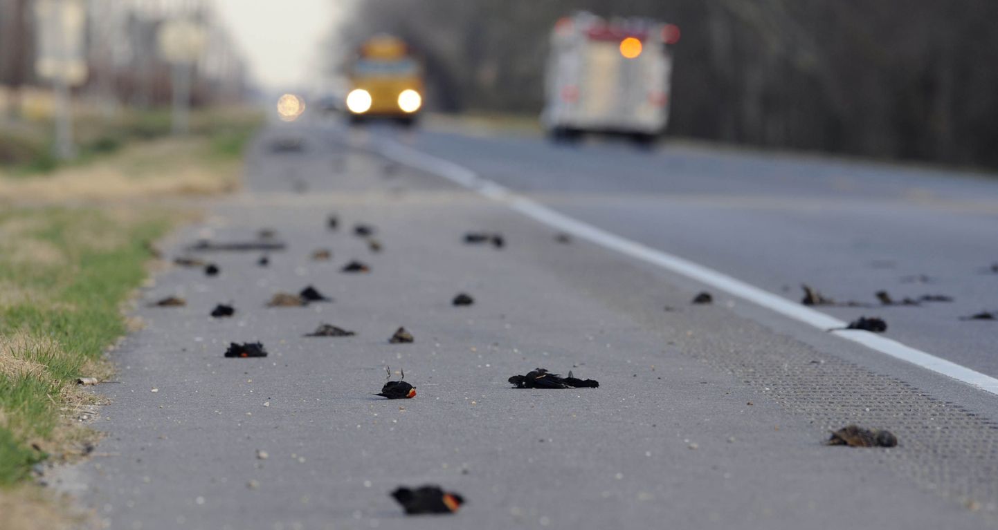 Surnud linnud maanteel Ameerika Ühendriikides Louisianas.
