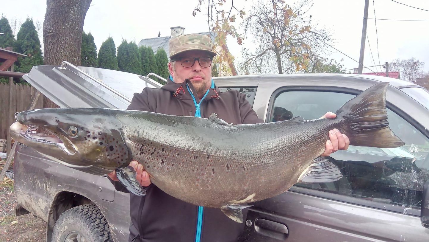 Лосось весом в 14 килограмм стал самой большой рыбой, которую Яак Андрессоо поймал в Эстонии сетью.