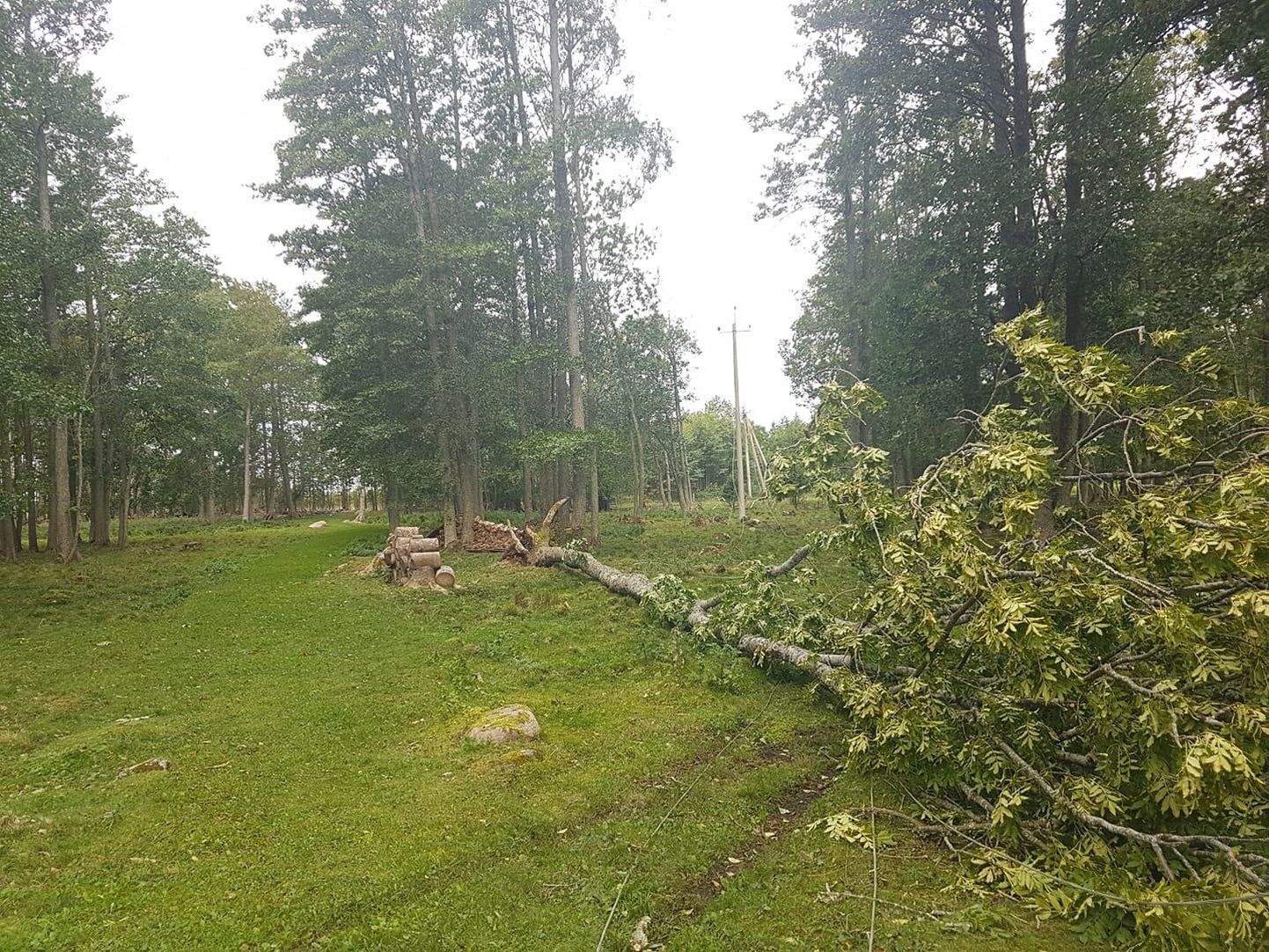 Kihnu saare elektritarbijatest üle kolmandiku jäi vooluta, kuna puu kukkus liinile.