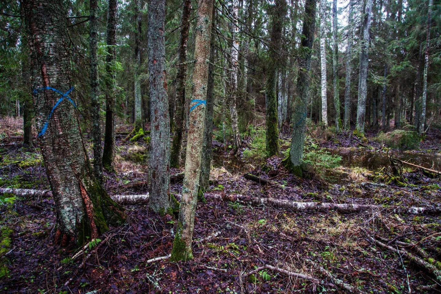 Raie on plaanitud potentsiaalsetes vääriselupaikadeski, kuid RMK ekspertide arvates neid sel alal pole.