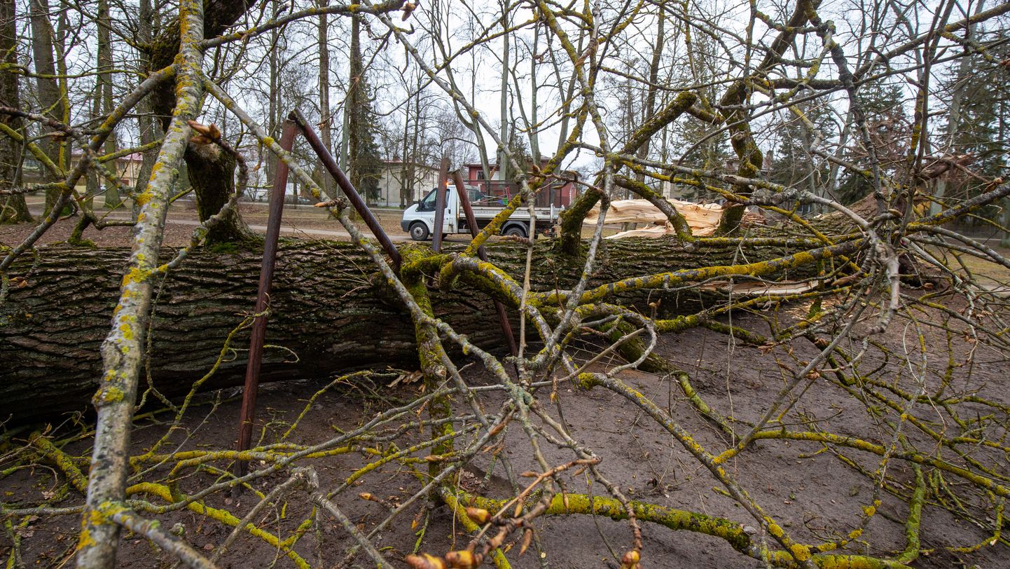 Tähtvere pargis kukkus suur puu 3. aprilli tormituulte tõttu maha, lömastades ka tee peale jäänud metallist jalgpallivärava.