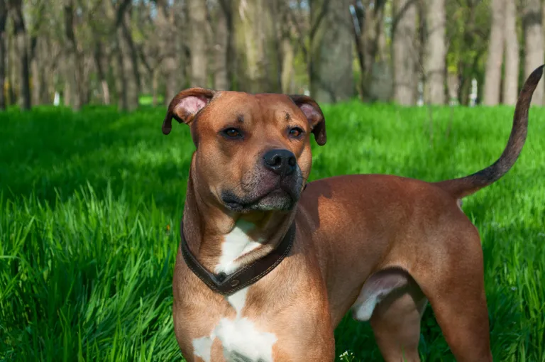Punane ameerika Staffordshire bullterjer