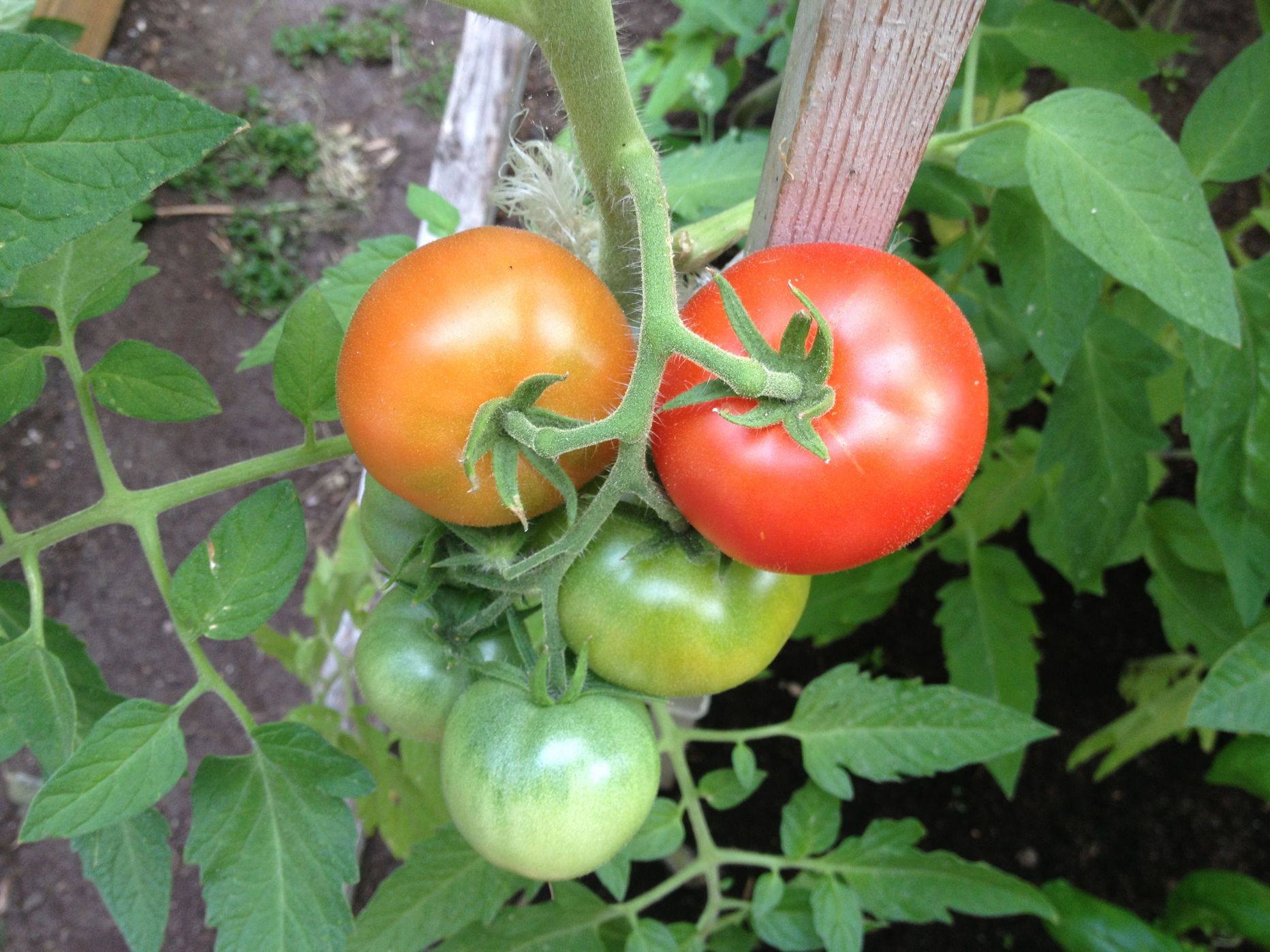 Tomatid kasvuhoones.