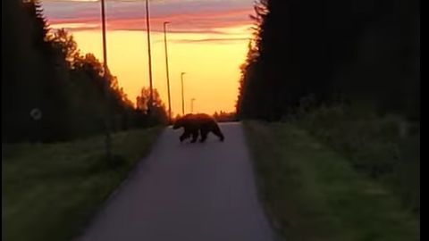 VIDEO ⟩ Kose lähedal kergliiklusteel jooksid karud: teine jäi minuga tõtt vahtima