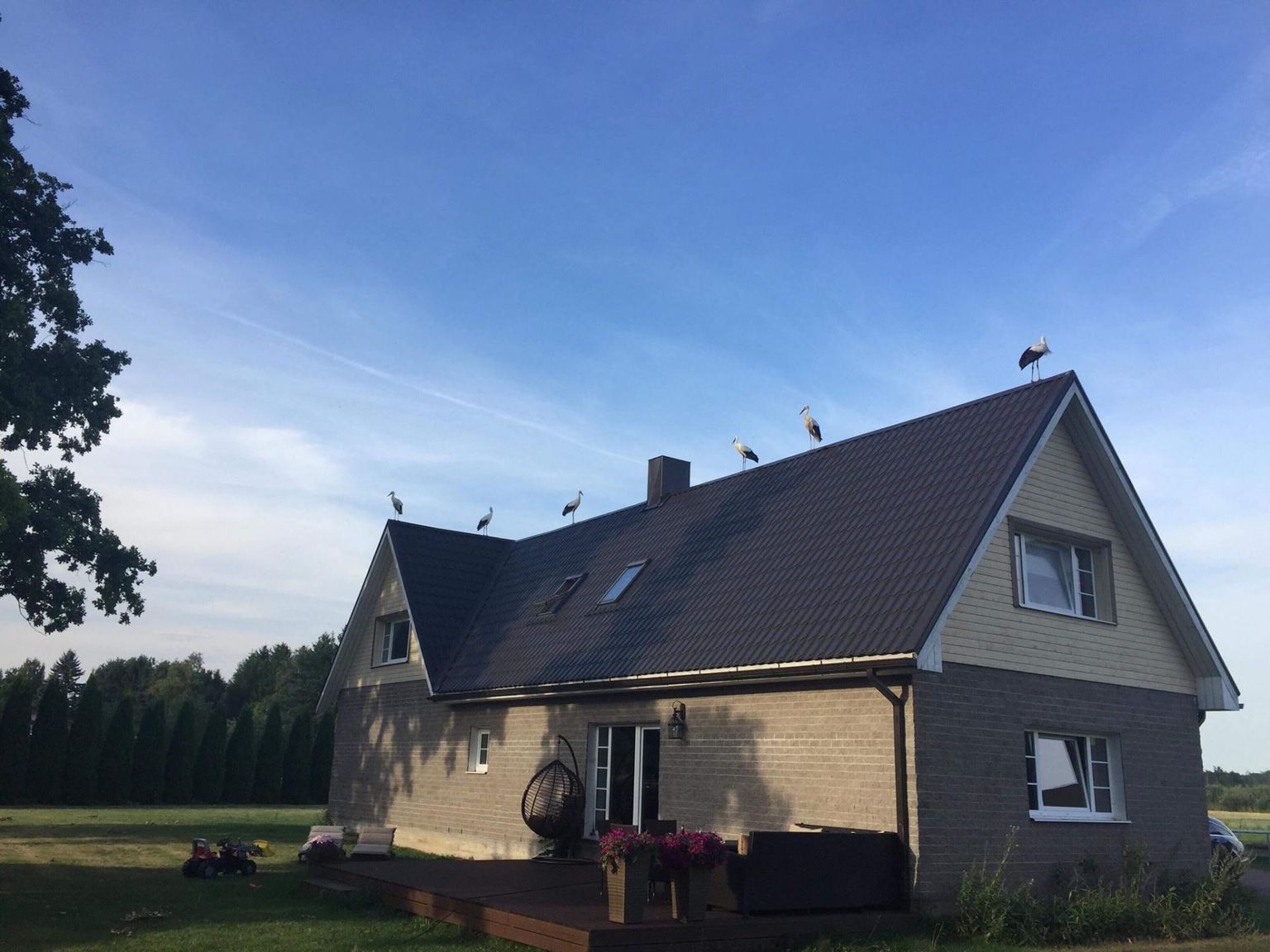 Pärnu külje all elavat peret külastas eile kurgede delegatsioon, kes võttis koha sisse katuseharjal.