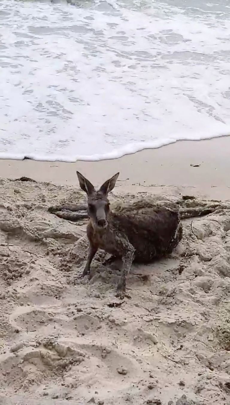 Merehädast päästetud känguru rannal lebamas Austraalias Victoria osariigis.