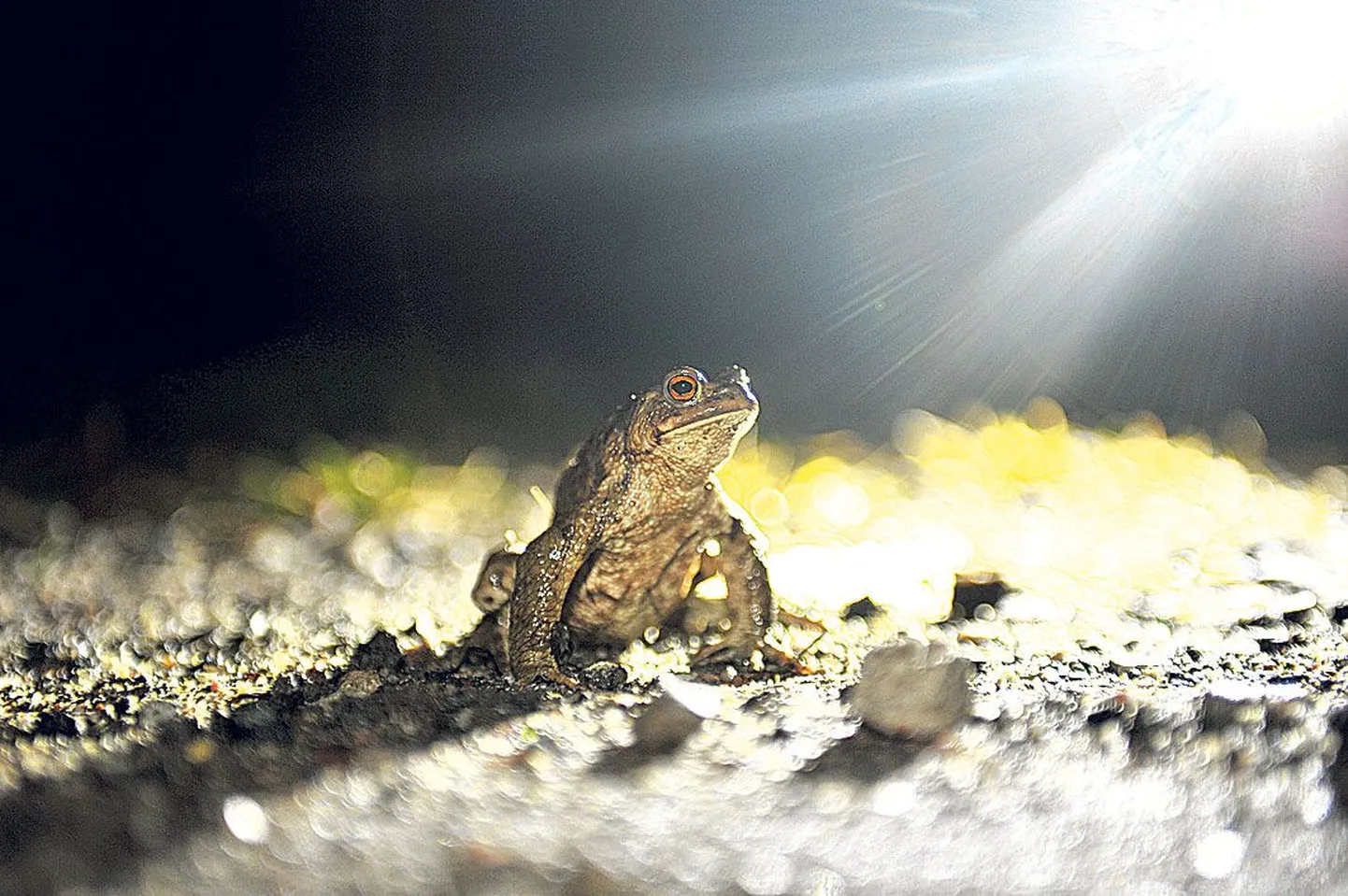 Rändeajal paneb maanteeamet välja hoiatavad sildid, mis juhivad tähelepanu konnade teeületuskohtadele. Oluline on meeles pidada, et konnade liikumisaeg jääb õhtul üheksa ja kaheteistkümne vahele.