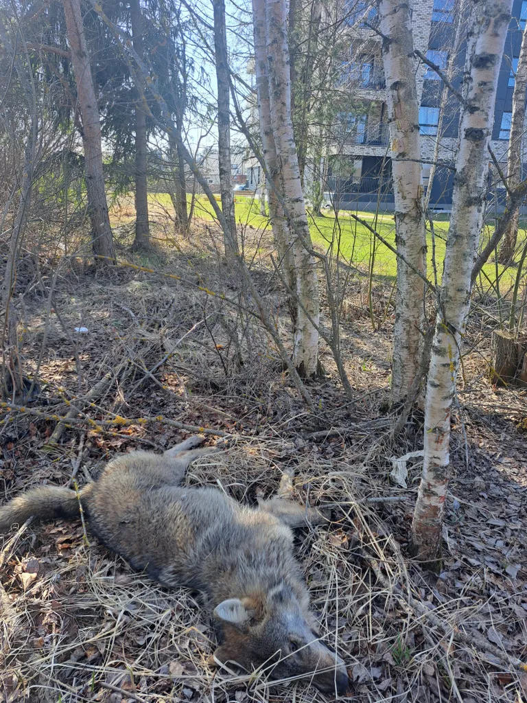 Auto alla jäänud hunt.