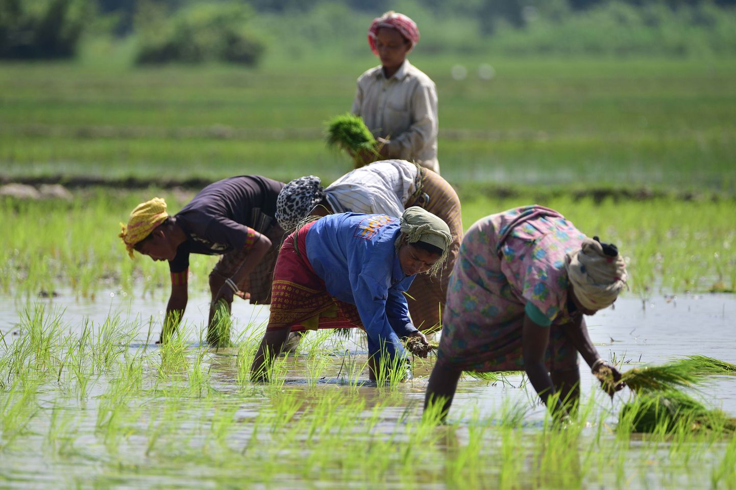 Naised istutamas riisitaimi riisipõllul Indias.