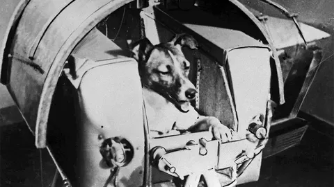 VALEDETEKTOR ⟩ Nõukogude Liidu suur kosmosevale: koer Laika