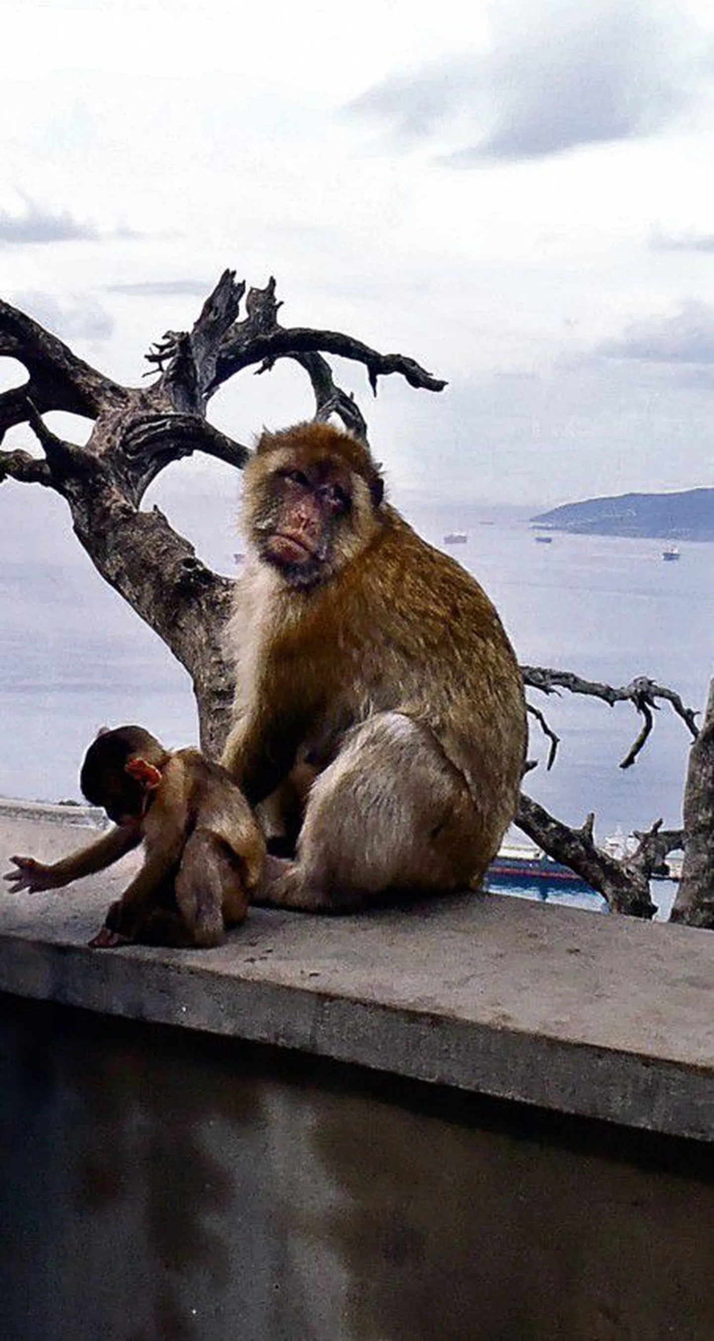 Artikli foto