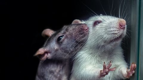 Tallinnas Lasnamäel algab võitlus rottide vastu