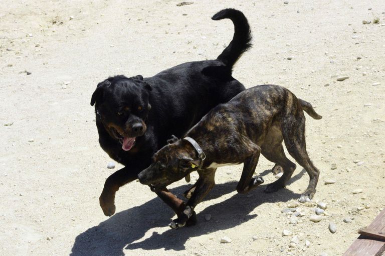 Hulkuvad koerad Skopje varjupaigas