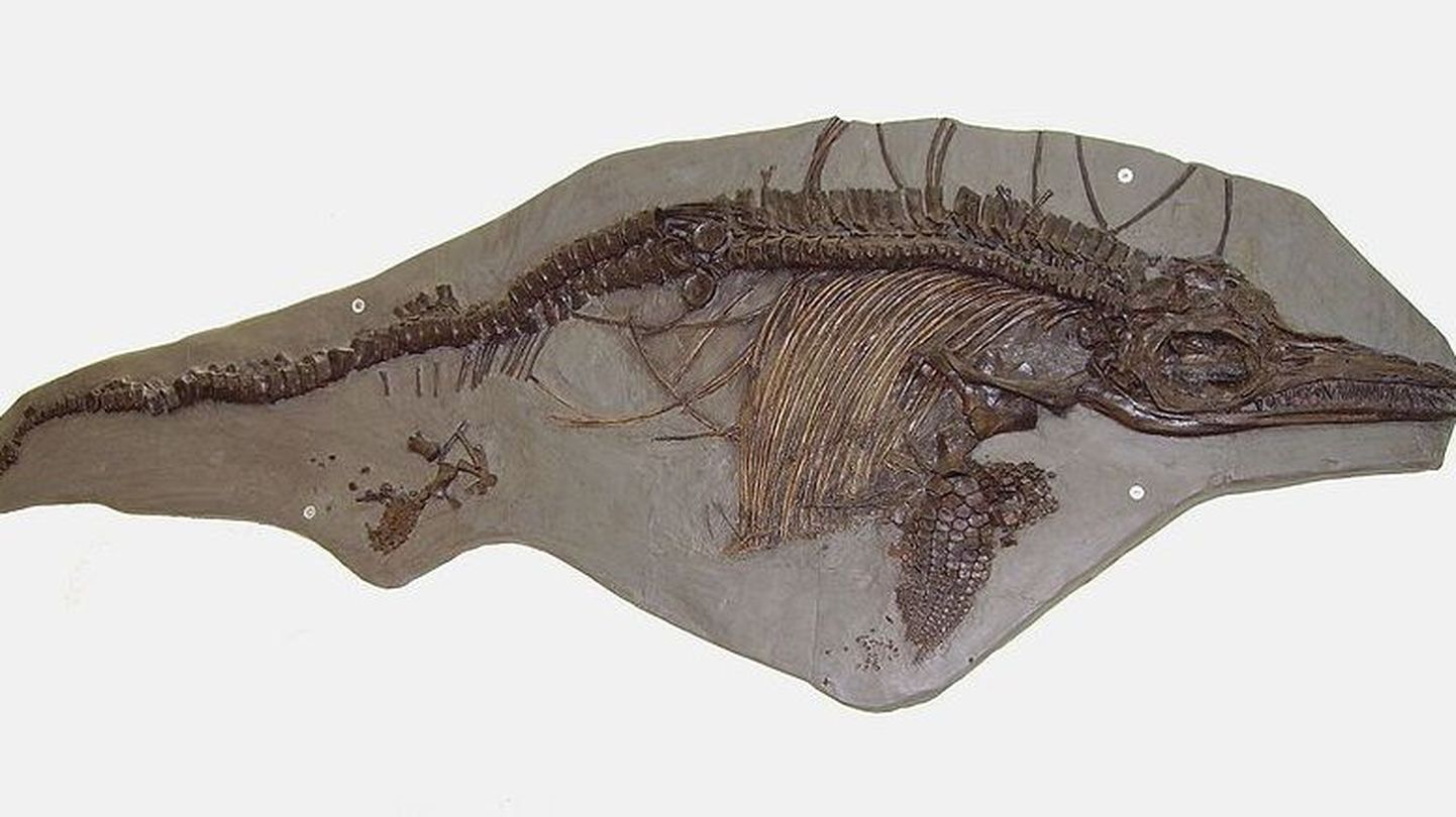 Miljoneid aastaid tagasi domineeris maailmameres bussisuurune ihtüosaurus