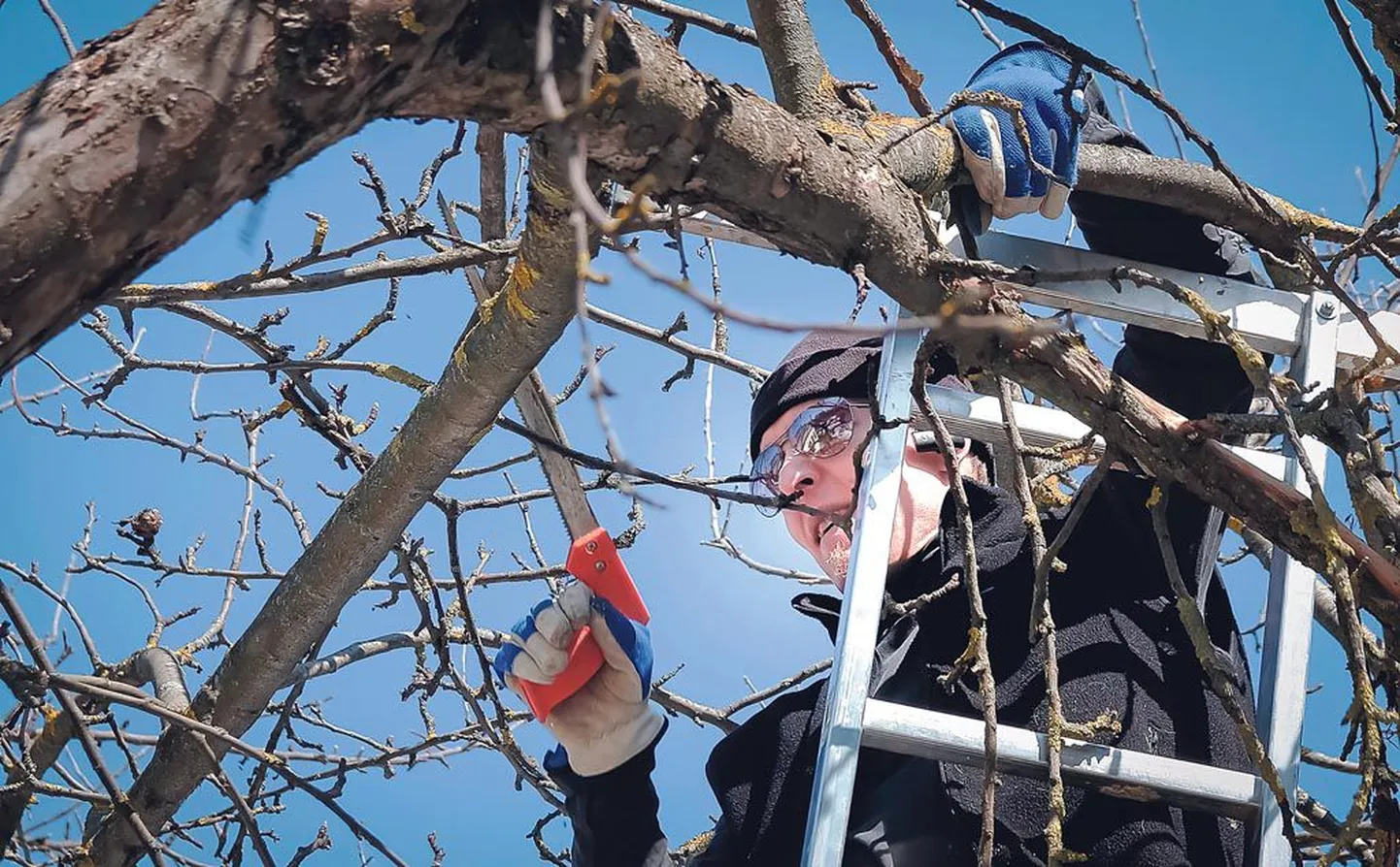 Viljapuudel võib oksi lõigata kuni pungade puhkemiseni. Nii saab vältida ohtu puu viljakusele.