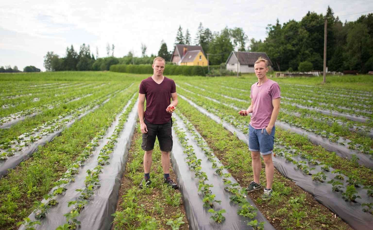 Tobia külas asub Raadiko talu, kus kaksikvennad Kaarel (vasakul) ja Siim Kilki kasvatavad maasikaid.