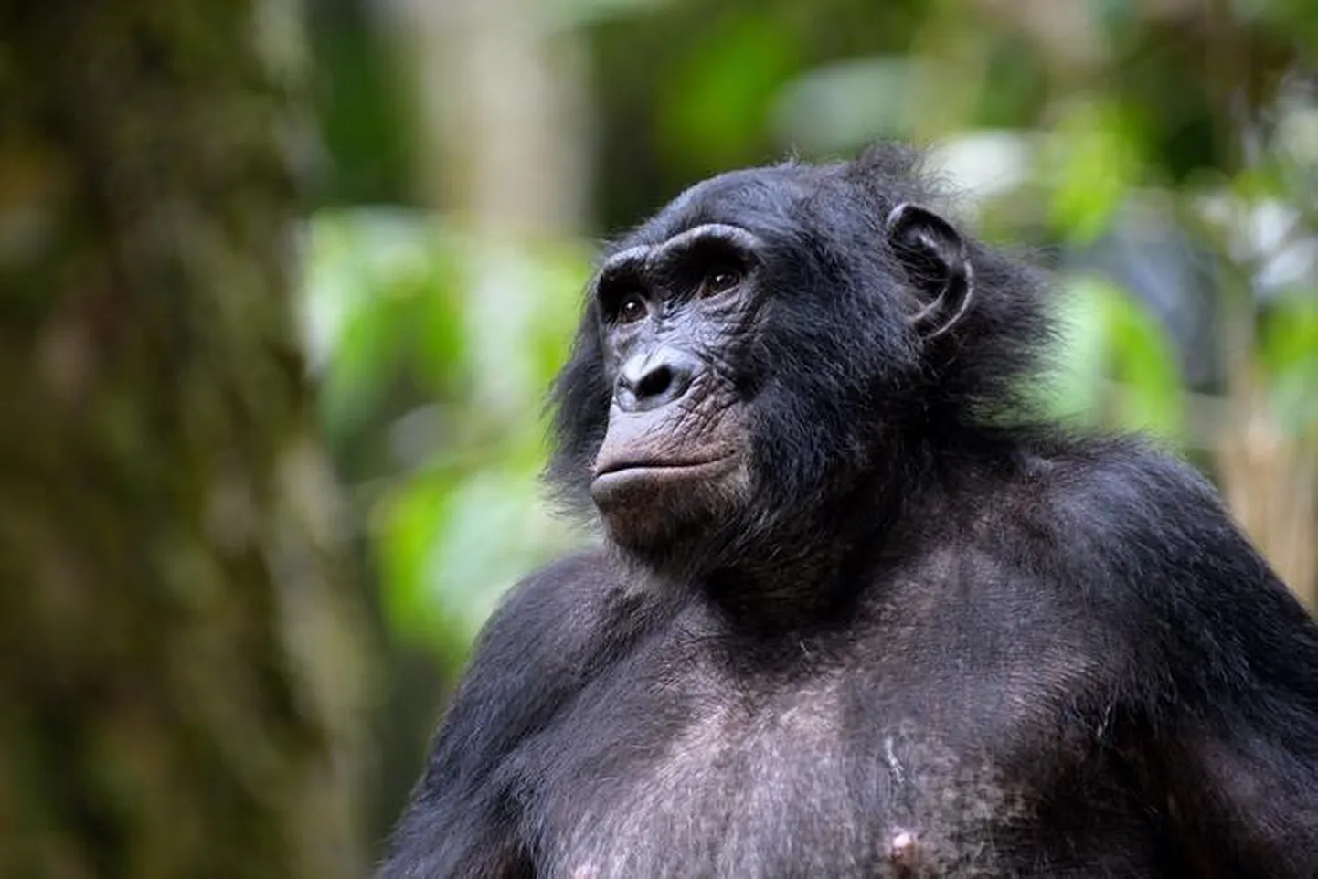 Jacksoni-nimline bonobo Kokolopori Bonobo kaitsealal Kongo Demokraatlikus Vabariigis.