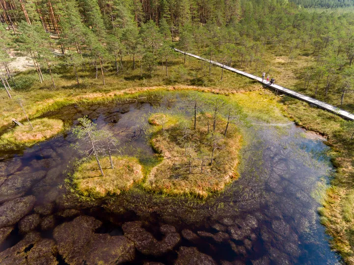 EV100 juubelimatkad kutsuvad septembris metsa sügisande korjama