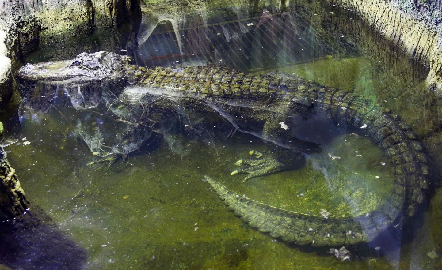 Alligaator Saturn Moskva loomaaias. 