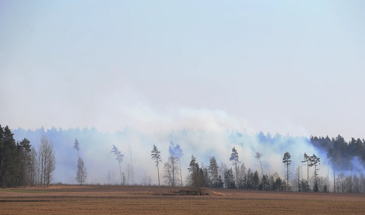 Metsapõleng. Foto on illustratiivne.