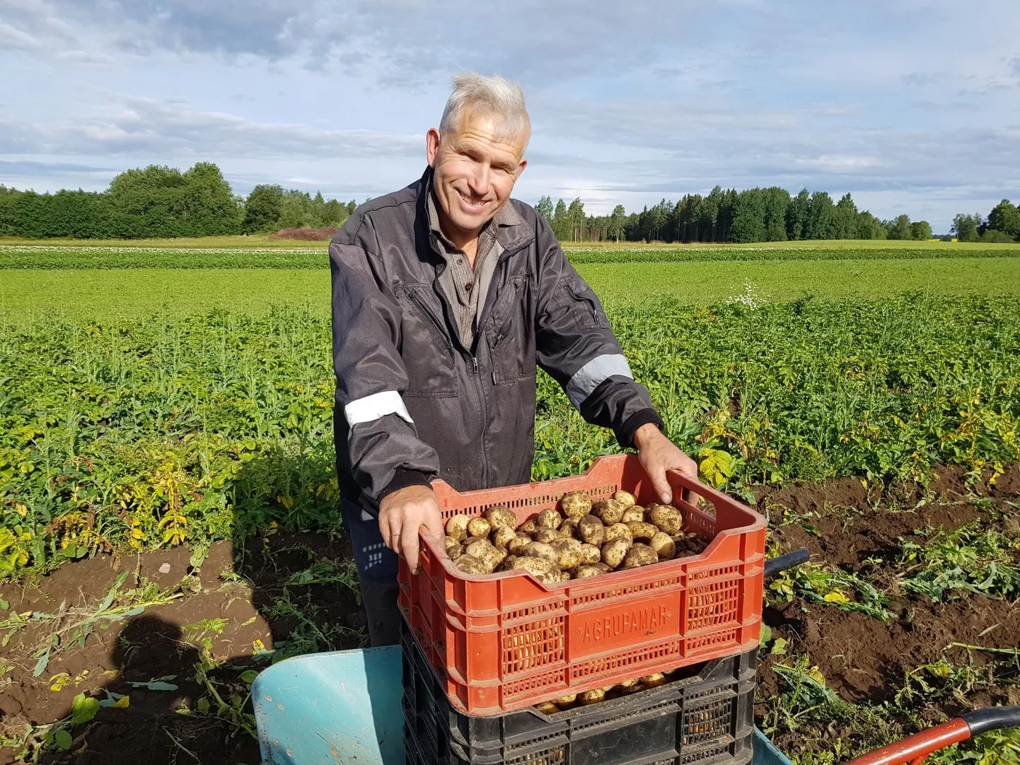 Rebase talu peremees Meelis Tiigemäe tänavuste esimeste varajaste kartulitega. Hetkel pole saagi üle muretsemiseks põhjust, kuid pole teada, mida toob edasine suvi.
