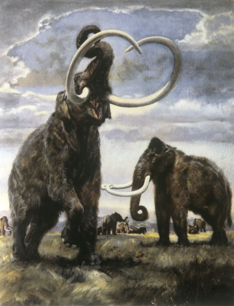 Pilt, millel on kujutatud mammuteid