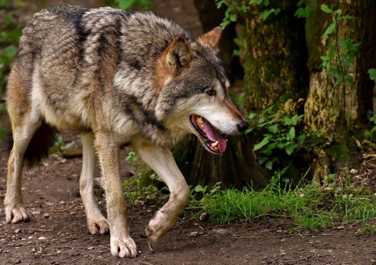 Начавшаяся во вторник охота на волков продлится до конца февраля.