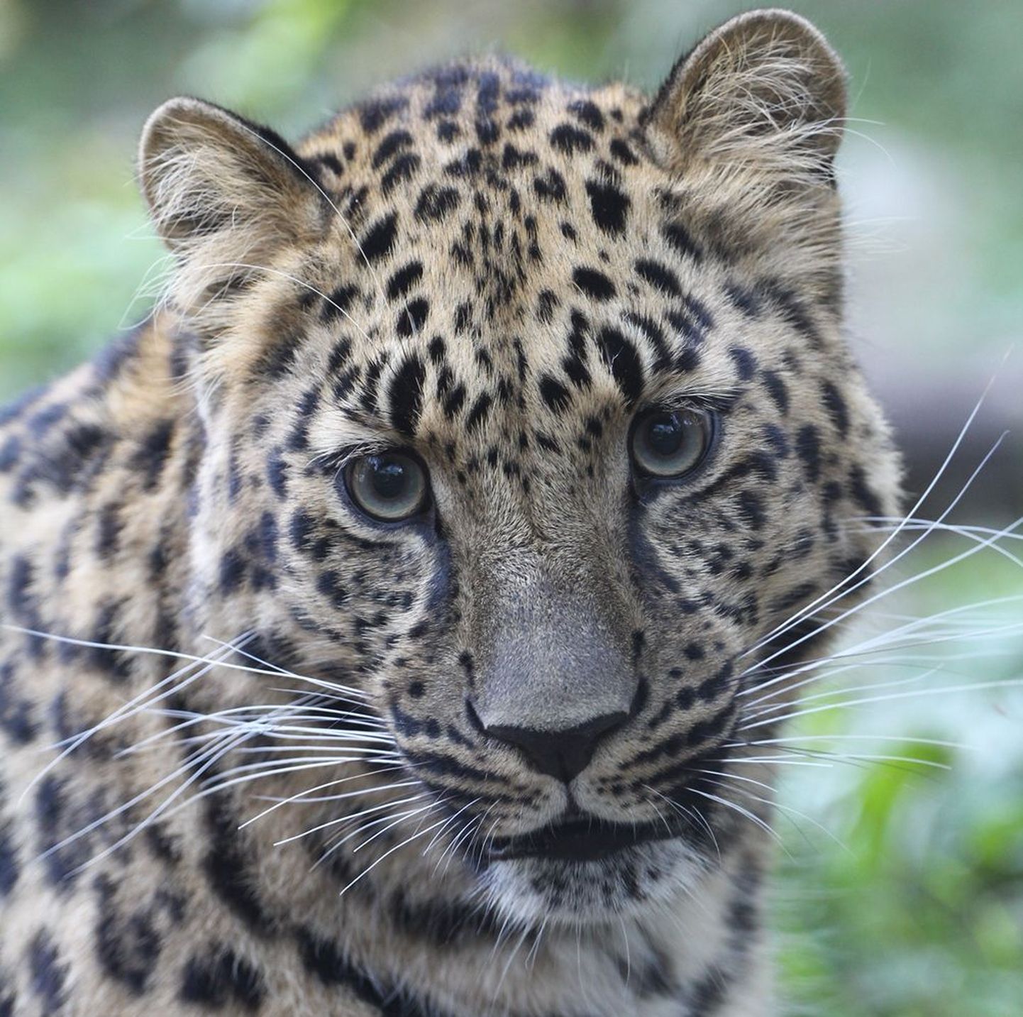 Amuuri leopard Freya