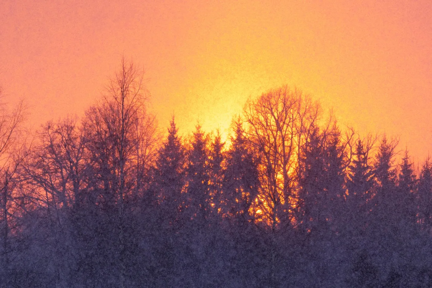 Lumesajune päikeseloojang. Selliseid värvilisi lumesadusid tuleb ette võrdlemisi harva.
