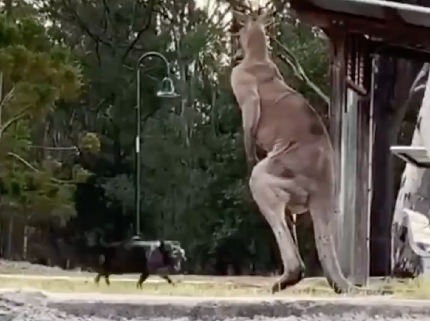 Austraalias läks pisike koer suure känguruga kaklema ja vajas lõpuks ise päästmist.